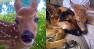 Dog Raises Injured Fawn, Must Say Goodbye When He Returns To
Wild