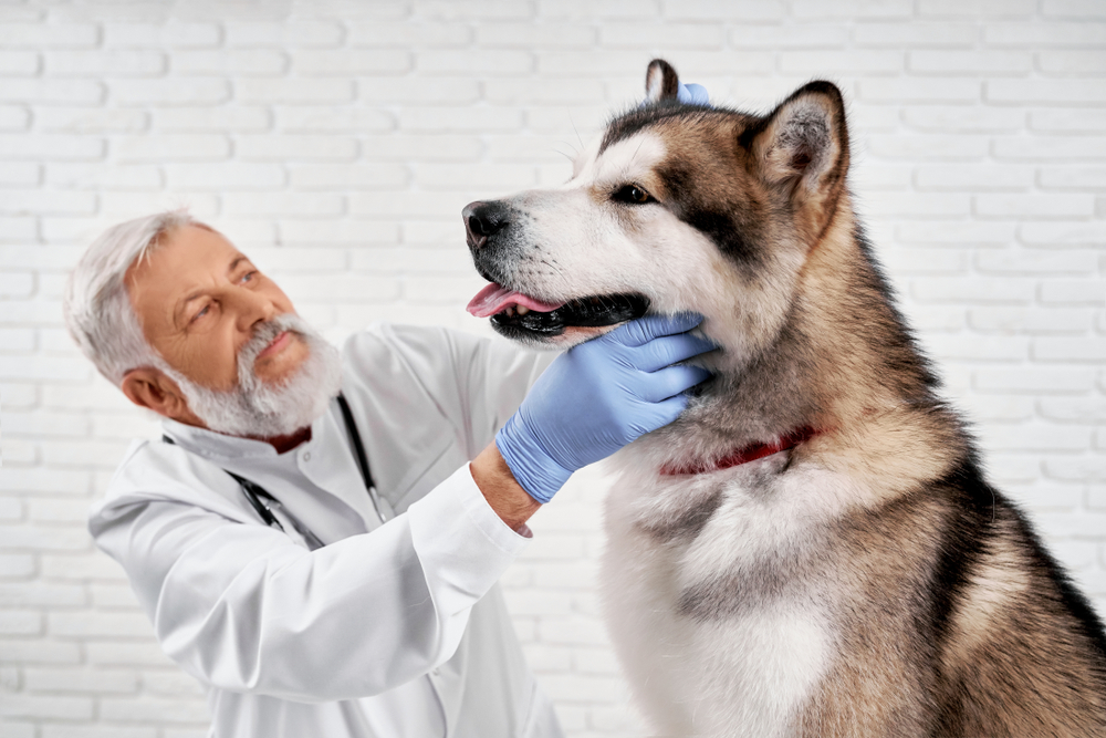 Vet checking the teeth of an Alaskan Malamute.