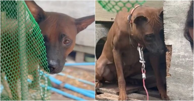 Dog ‘Relieved’ When Kind People Came To Free Her, But The
Owner Said ‘No’