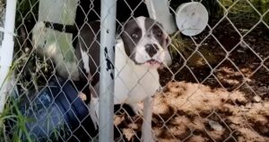 Dog Who Grew Up In A Cage Does A ‘Happy Dance’ For
Rescuer