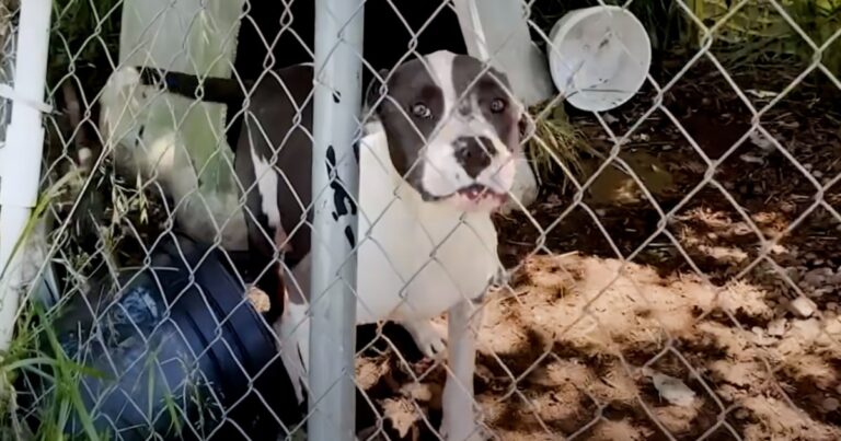 Dog Who Grew Up In A Cage Does A ‘Happy Dance’ For
Rescuer