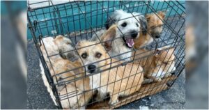 Dogs Crammed In Small Cage Sat On Rescue’s Front Steps, One
Still Smiled