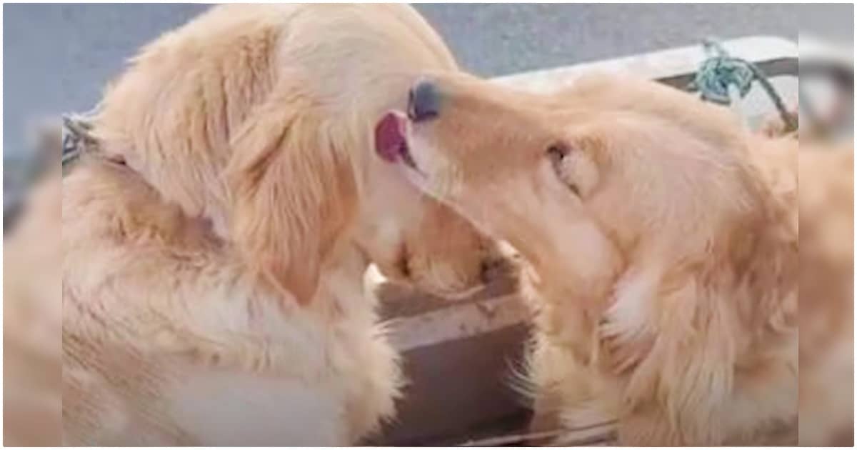 Dogs Say A ‘Touching Goodbye’ When Man Can’t Afford To
Purchase Both Of Them