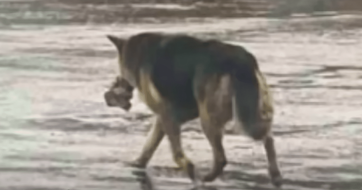 Dog’s ‘Heartbreaking’ Story Unfolds as She’s Found Wandering
with Her Only ‘Friend’