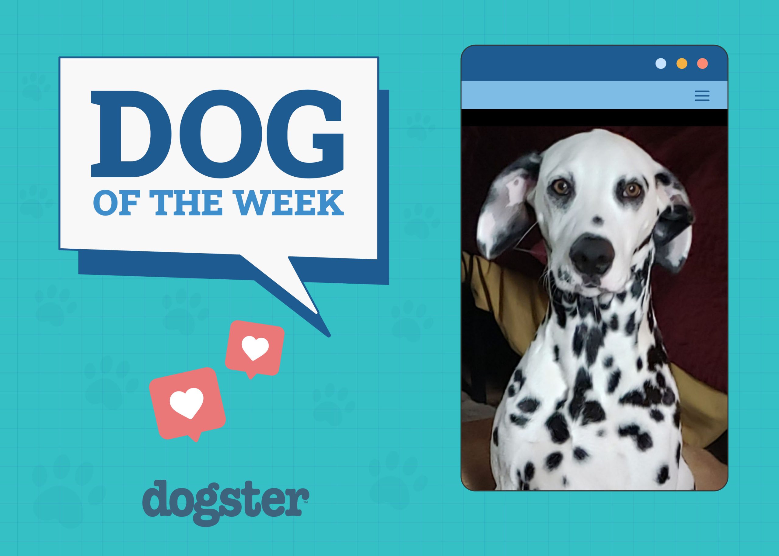 Dogster Photo Contest: Dogs of the Week Winners (November 1,
2024)