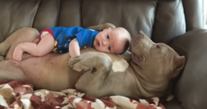 Father Defends Allowing His 1-Year-Old Son to Nap and Cuddle
with Their Large, Gentle Pit Bull Despite Ongoing
Controversy