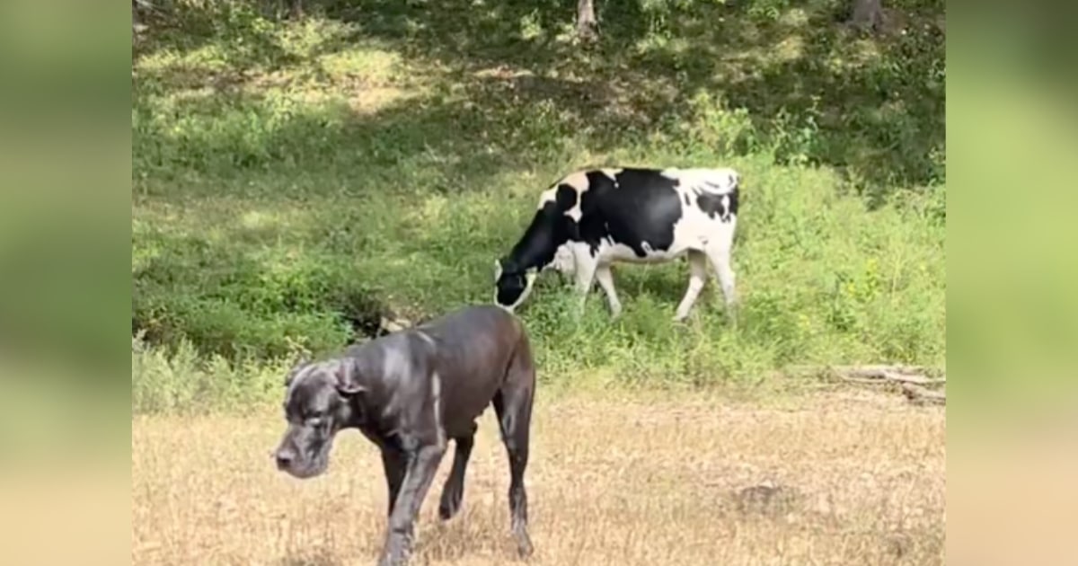 Gentle Giant Absolutely Bamboozled By Unexpected “Attack”
While Outside