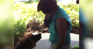 German Shepherd Can’t Contain Excitement When Mom Returns
After Just One Day Away