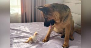 German Shepherd Reacts with Cute Confusion to Kitten’s First
‘Meow’