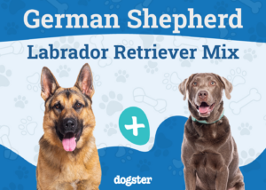 The Parent Breed of German Sheprador