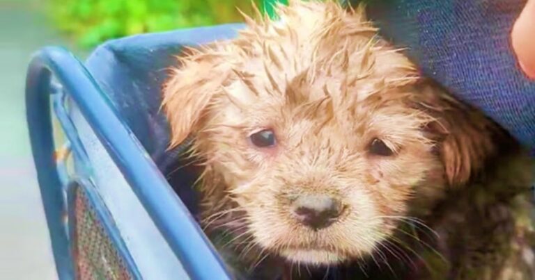 Girl Jamming To Music Glimpsed Dirty Puppy In Side Mirror
And Swerved Into Curb