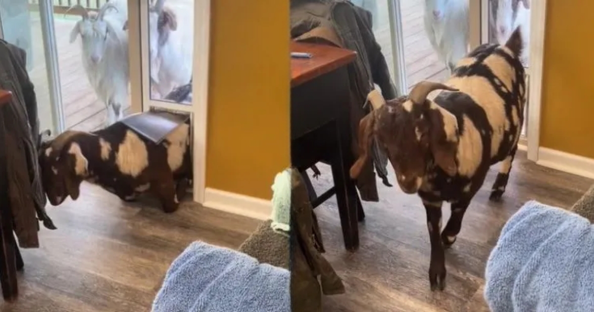 Goat Thinks It’s a Cat, Hilariously Squeezes Through Tiny
Cat Door!