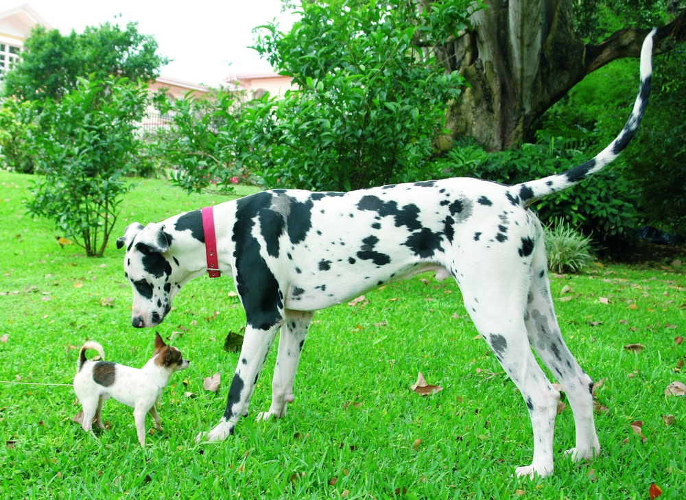 Purebreed chihuahua puppy and a great dane sniffing each other