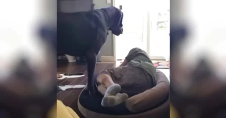 Great Dane Discovers Dad Napping In His Bed, Has ‘Hilarious’
Meltdown