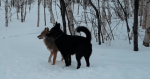 Heartwarming Moment Captured as a German Shepherd Forms an
Unlikely Friendship with a Wild Coyote, Defying
Expectations