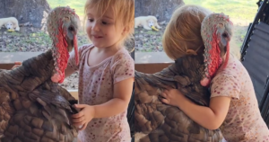 Heartwarming Viral Video Shows Little Girl Sharing a Tender
Hug With Her Beloved Turkey on Family Farm