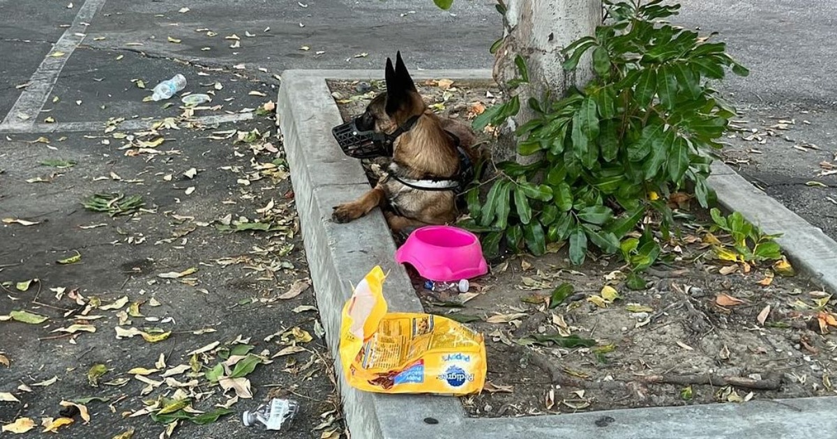 Homeless Family Had To Abandon Their Dog When Shelter
Wouldn’t Take Her