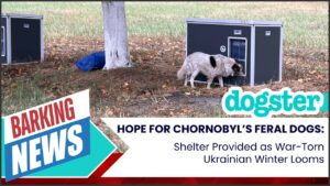 Barking News - Chernobyl Dogs receive shelter