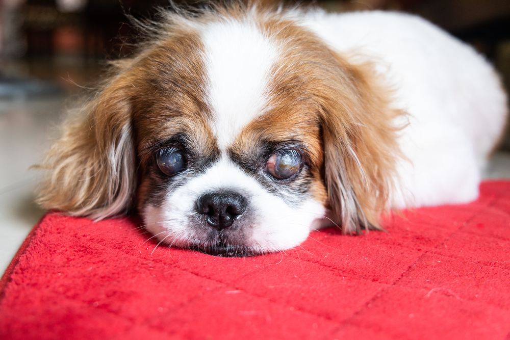 Old age blind pekinese dog with cataract on both eyes resting on floor