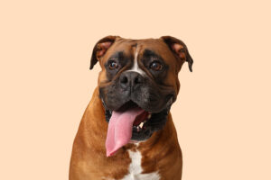 close up boxer dog on beige background