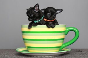 chihuahuas on teacup