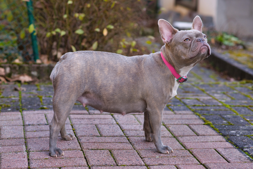 Fat Pregnant French Bulldog