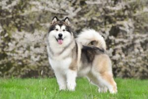 Alaskan Malamute dog standing on grass