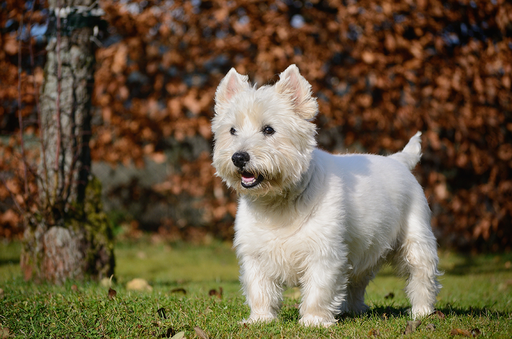 West Highland White Terrier dog at the park