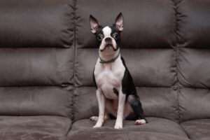 boston terrier dog sitting on the couch