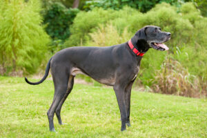 Black Great Dane dog