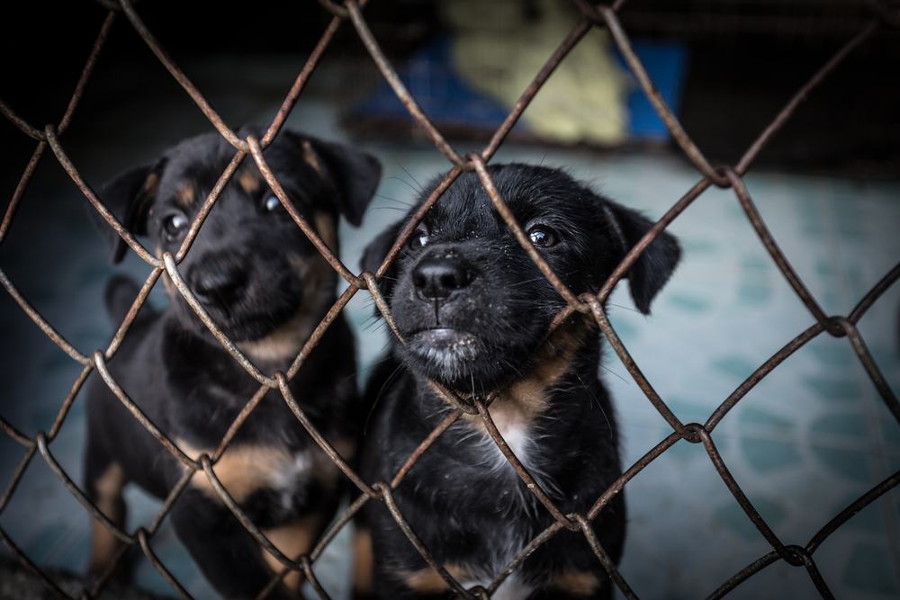 puppy mill cage