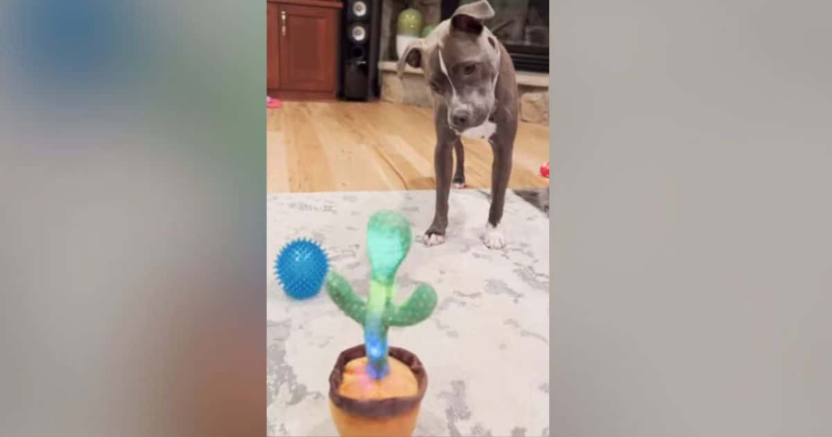 Howling Pittie Has Hilarious Reaction When Cactus Toy
‘Talks’ to Him