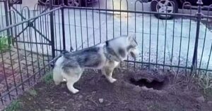 Husky’s Digging Saves Neighborhood From Life-Threatening
Explosion