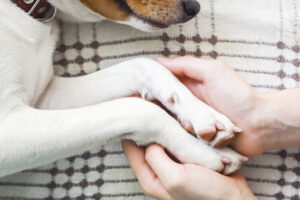 A girl holding a dog's paws