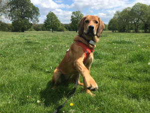 Lava wearing harness with leash sitting on grass