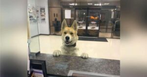 Lost Dog Walks into Police Station Seeking Help to Find His
Way Home