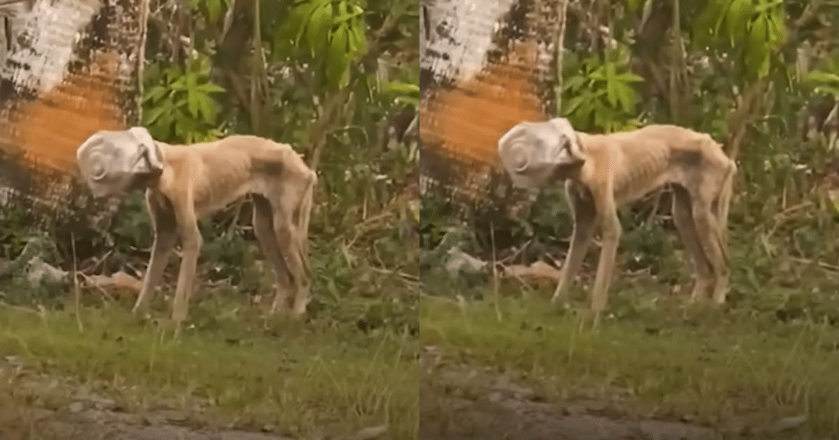 Malnourished Stray Dog Found with Jar Stuck on Her Head
Rescued After Weeks of Starvation and Fear