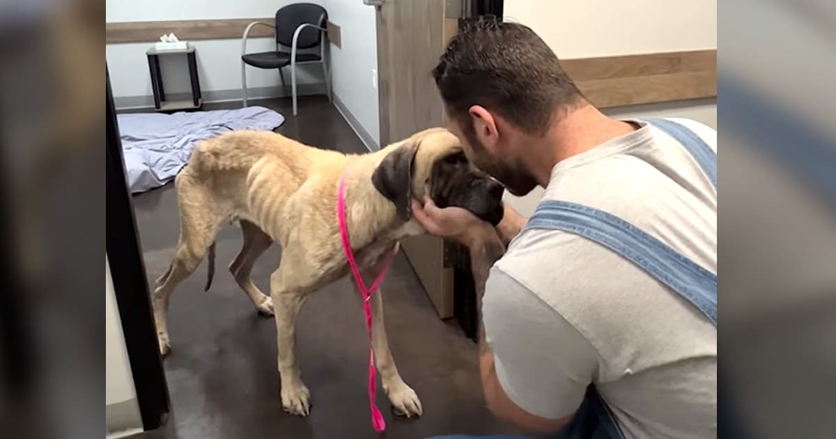 Man Gently Holds ‘Broken’ Dog’s Face and Promises to Save
Her