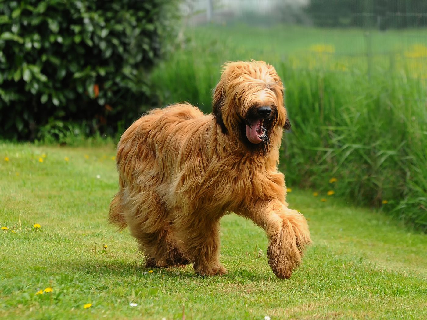 Meet 20 Shaggy Dog Breeds That Are Hair Goals