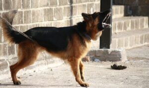 Meet The 13 Best Dogs For Protection – Your Ultimate
Defenders!