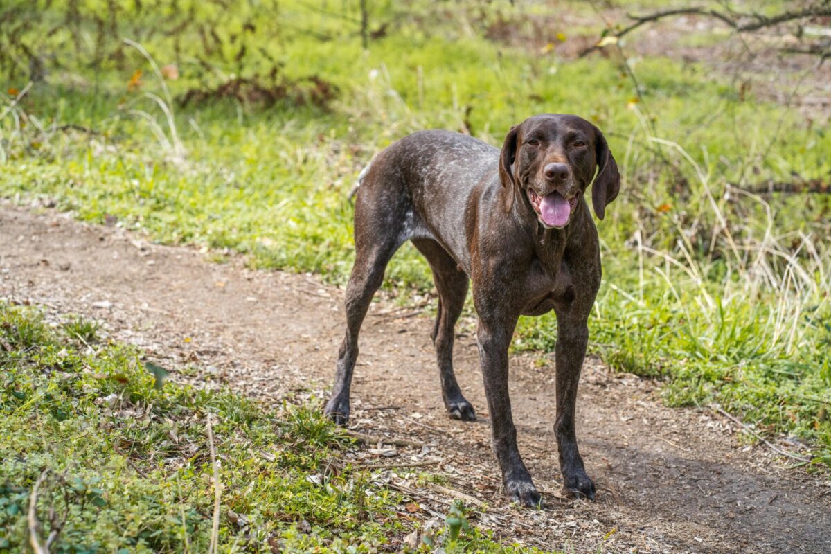 Meet the World’s 31 Elite Hunting Dogs