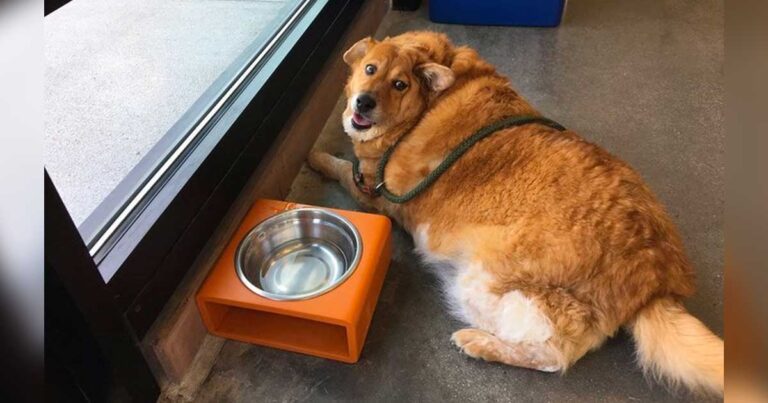 Morbidly Obese Dog Makes a Life-Changing Decision, Inspiring
Everyone