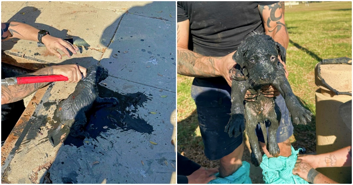 Officer Braves ‘Mucky Sewer’ To Save A Trapped Puppy