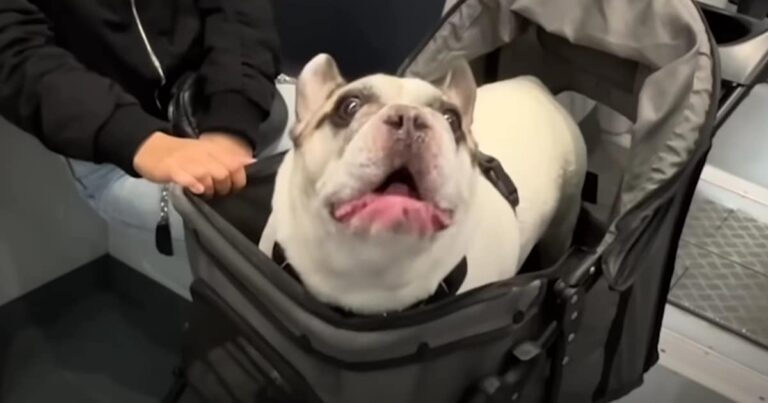 People Can’t Help but Stop When They Hear This Frenchie’s
Funny Voice