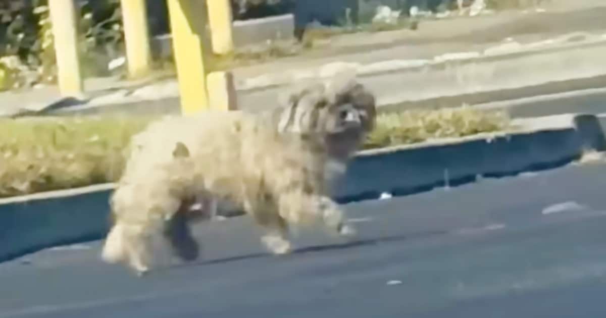 People Drove By Stray Living In Parking Lot And Did
Nothing