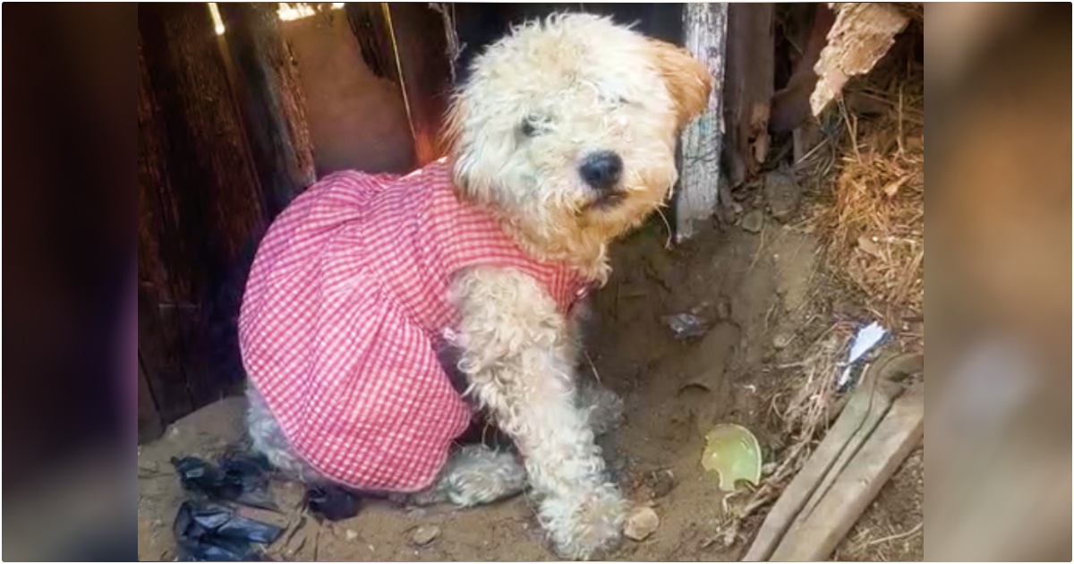 Poodle In Dirty Pink Dress Sat In Same Spot She Last Saw Her
Family