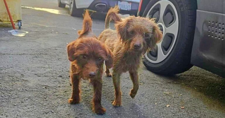 Puppies Played Together To Distract Themselves From
Uncertainty