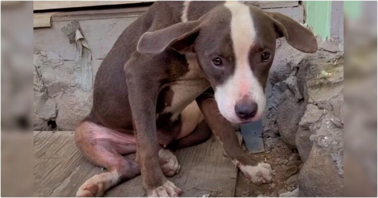 Puppy Cowered In Building Fragments, Didn’t Think She’d Find
Kindness