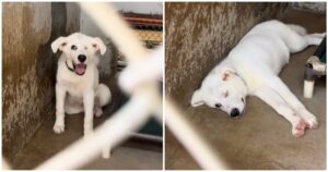 Puppy Entered Shelter With Big Smile, 432 Days Later And
That Smile Is Gone