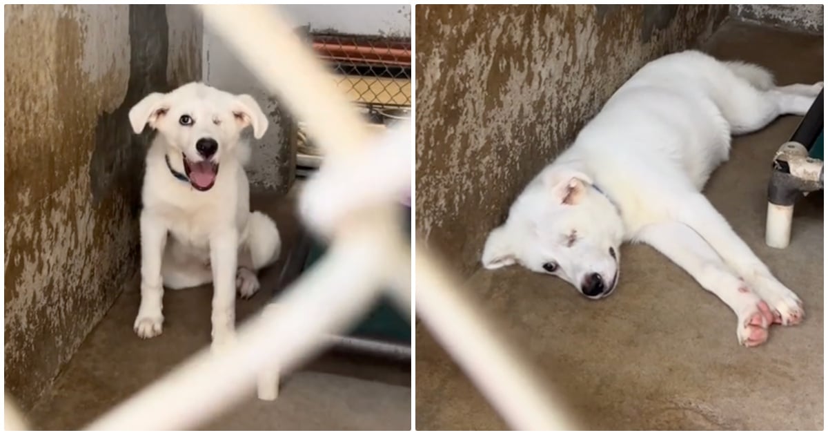 Puppy Entered Shelter With Big Smile, 432 Days Later And
That Smile Is Gone